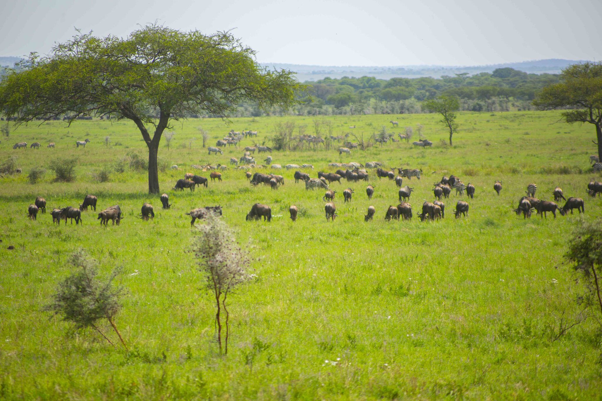 Embalakai Authentic Camps - Serengeti National Park